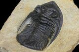 Bargain, Zlichovaspis Trilobite - Atchana, Morocco #138065-5
